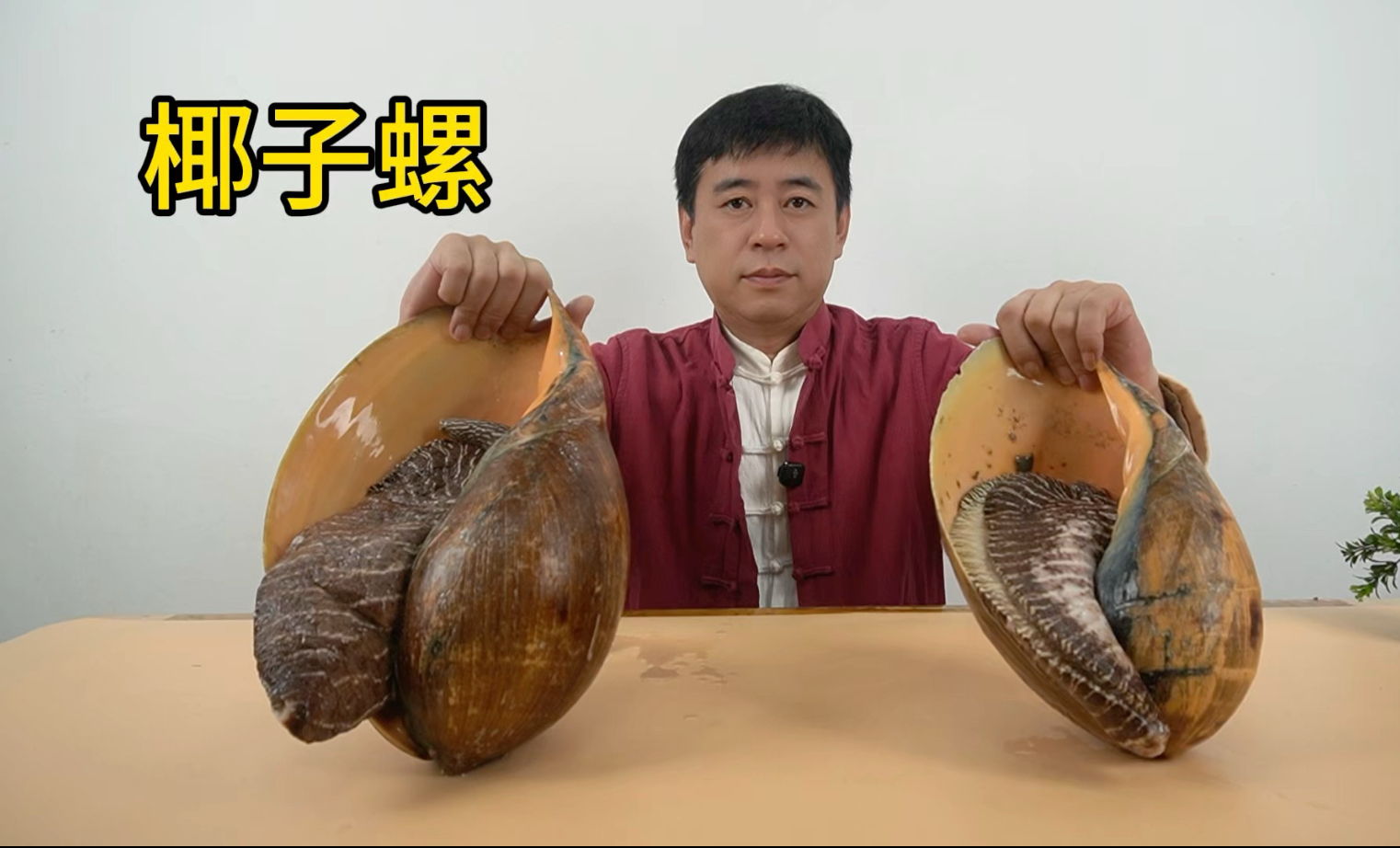 探秘椰子螺神秘之处,解锁椰子螺神奇美食