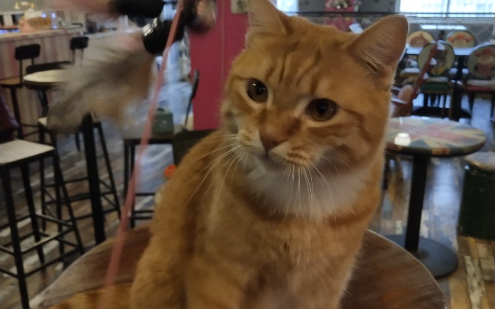 橘猫猫咖里的橘猫