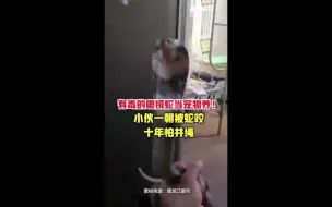 Descargar video: 小伙与毒蛇同睡大腿根被咬   商家：发错货了