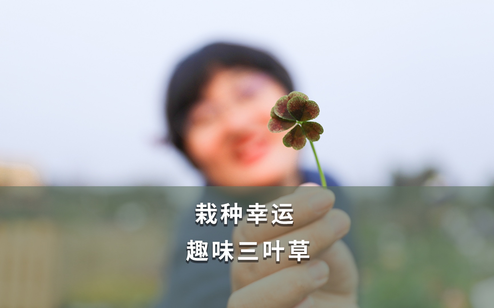 【海妈植物推荐】栽种幸运,趣味三叶草哔哩哔哩bilibili