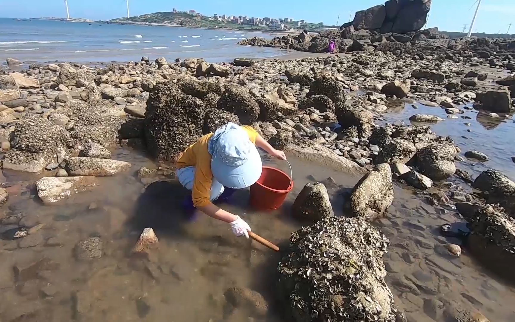 皮皮赶海捡到一只"鞋垫",竟是一只海岛货伪装的,太少见太奇葩