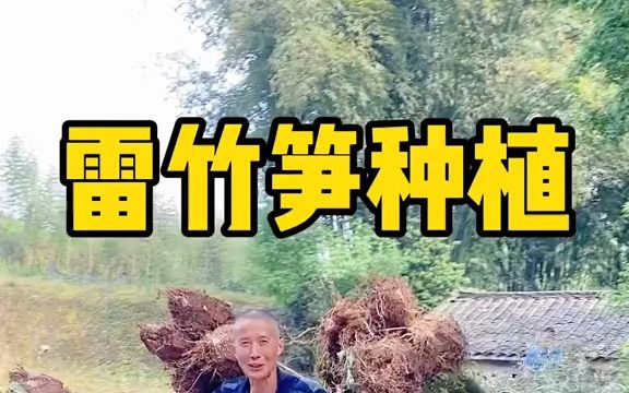 【说三农】雷竹笋种植,我们一起了解一下哔哩哔哩bilibili