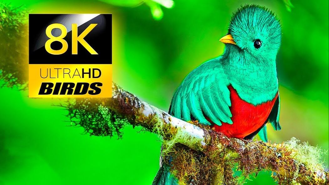 [图]8K 超高清世界各地的野生鸟类 _ 8K 电视 Wild Birds from the World in 8K ULTRA HD _ 8K TV