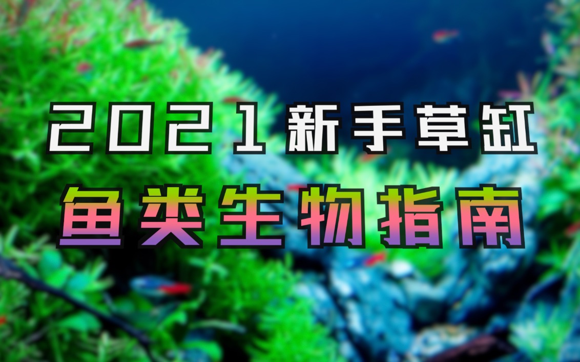 「全网最全」保姆级教你从0打造属于自己的水草缸 鱼类生物篇哔哩哔哩bilibili