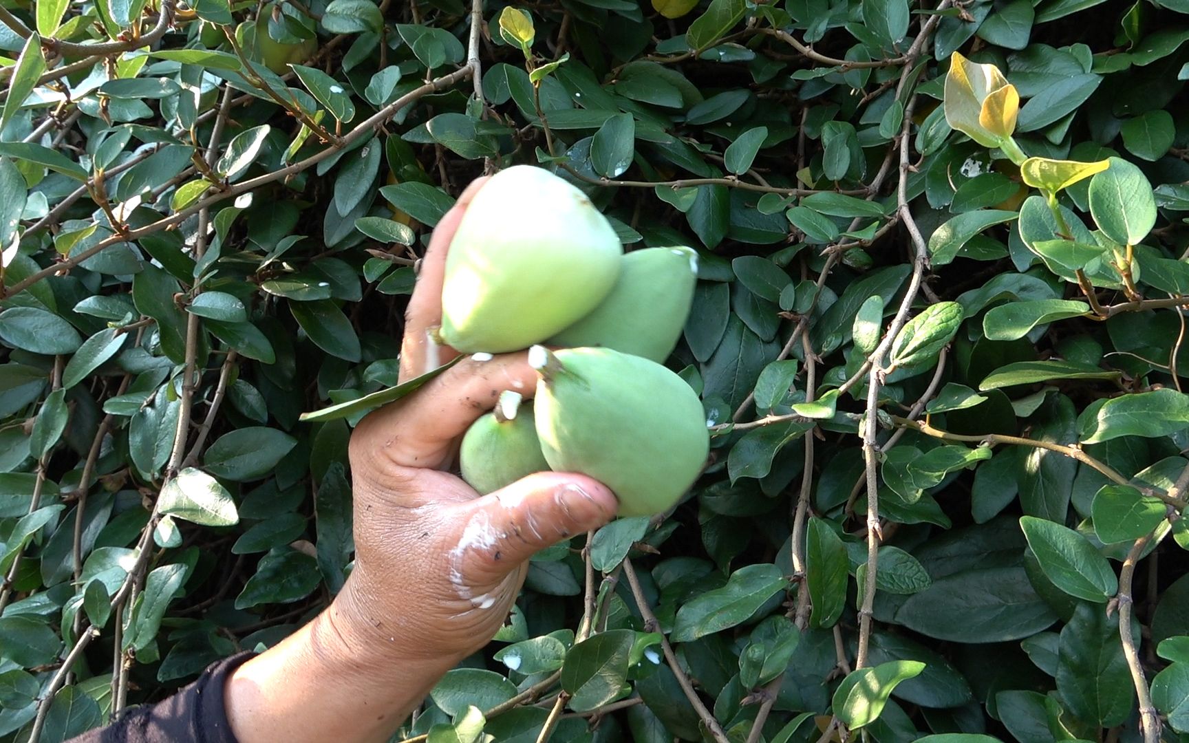 美女老板出高价,购买凉粉果30元一斤,小伙一会功夫赚了300块