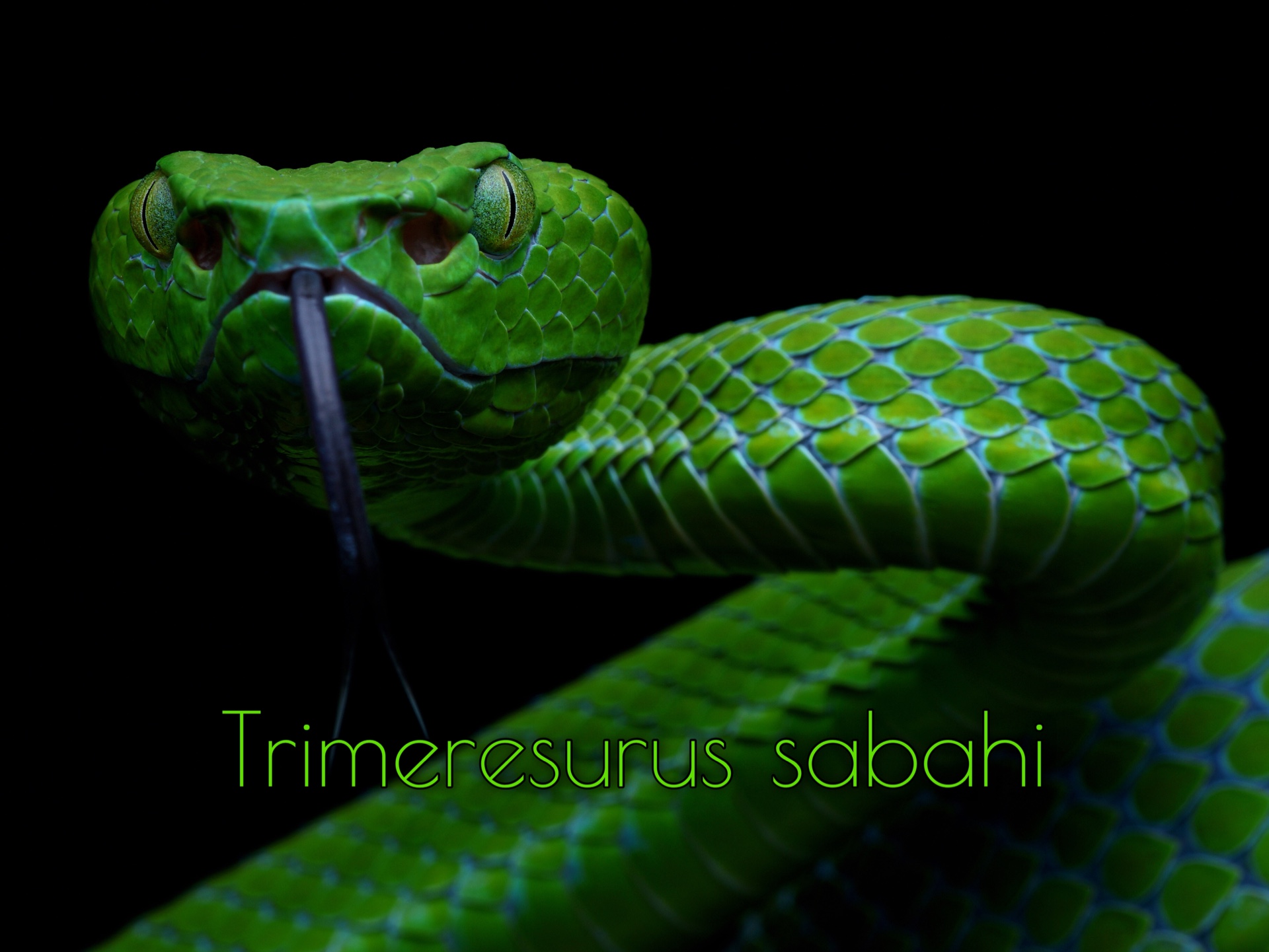 摄影|沙巴竹叶青 Trimeresurus sabahi|ViperidaeCrotalinae哔哩哔哩bilibili