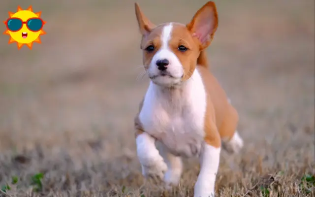 杰克罗素梗明仁犬舍的个人空间 哔哩哔哩 Bilibili