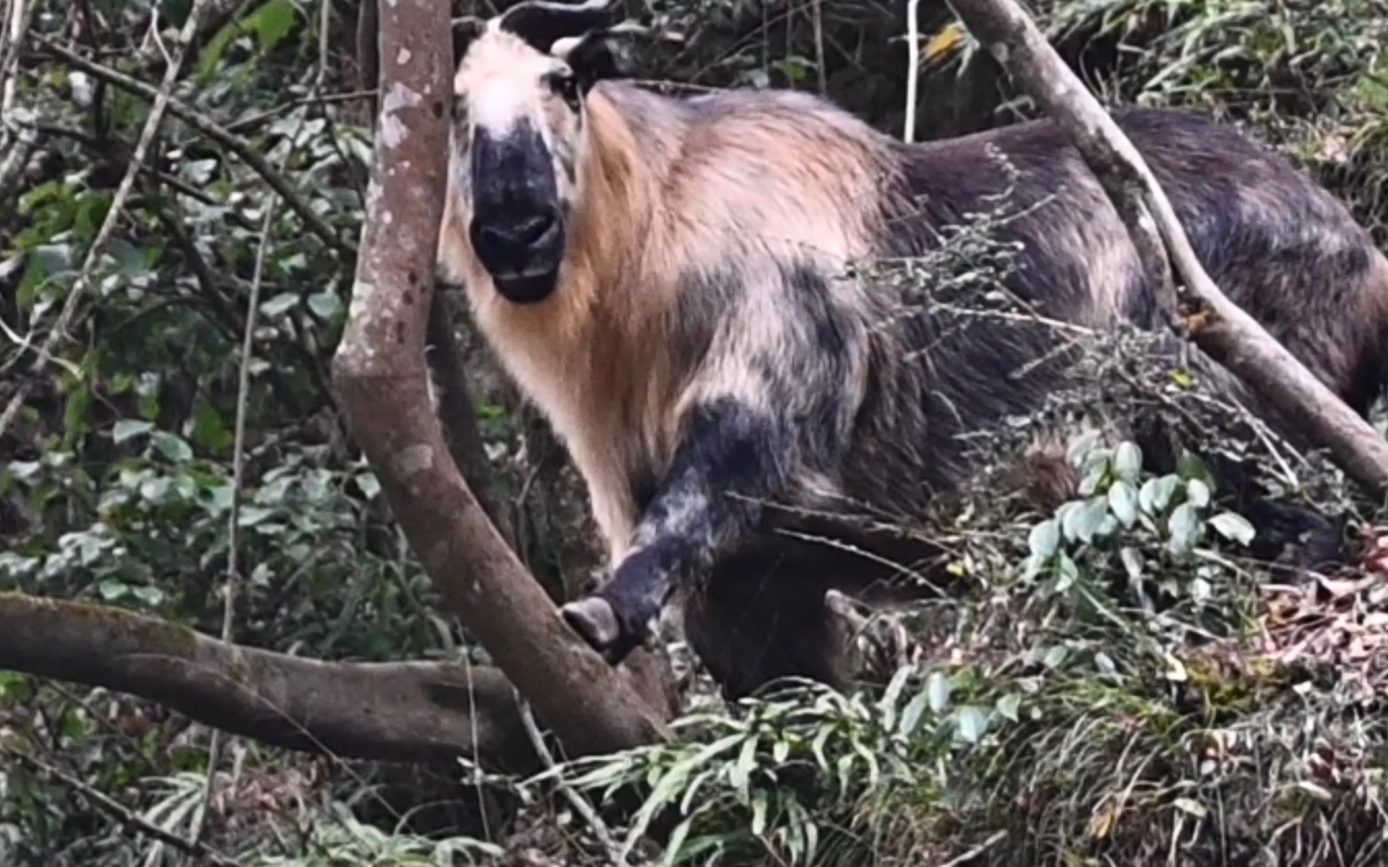 甘肃陇南羚牛贴膘过冬,羚牛为了吃有多拼?四百斤的巨兽要爬树