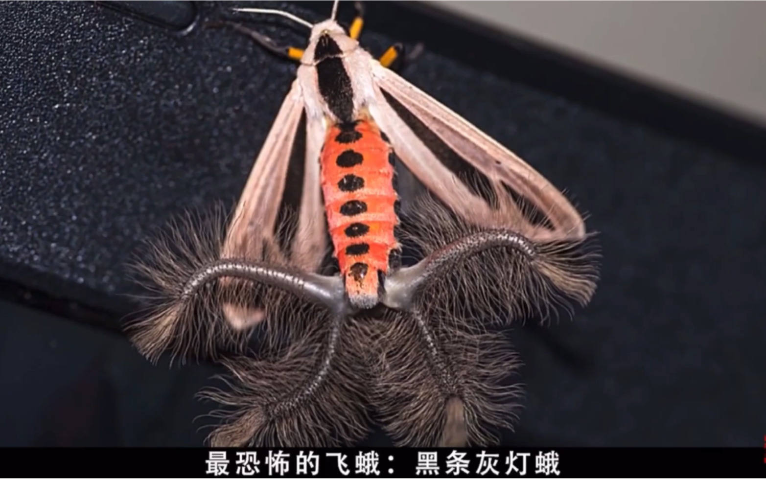 世界上最恐怖的飞蛾图片