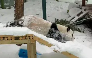 铲雪技术哪家强？栾川竹海看灵岩！超硬核铲雪，你值得拥有！