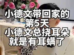 Télécharger la video: 小德文带回家的第5天，德文总是挠耳朵就是有耳螨了。