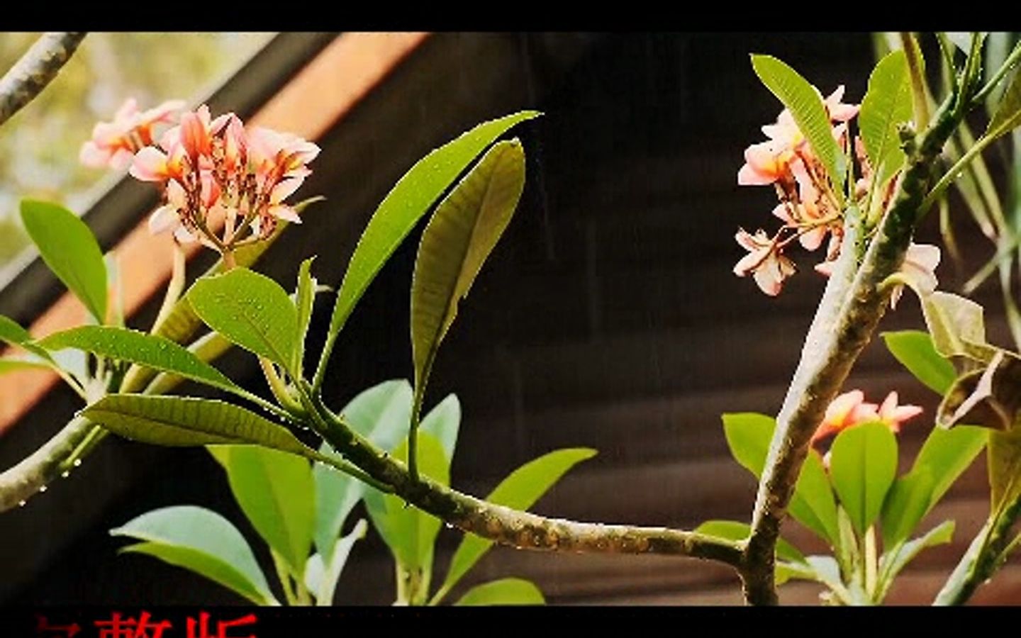 雨夜花二胡独奏图片