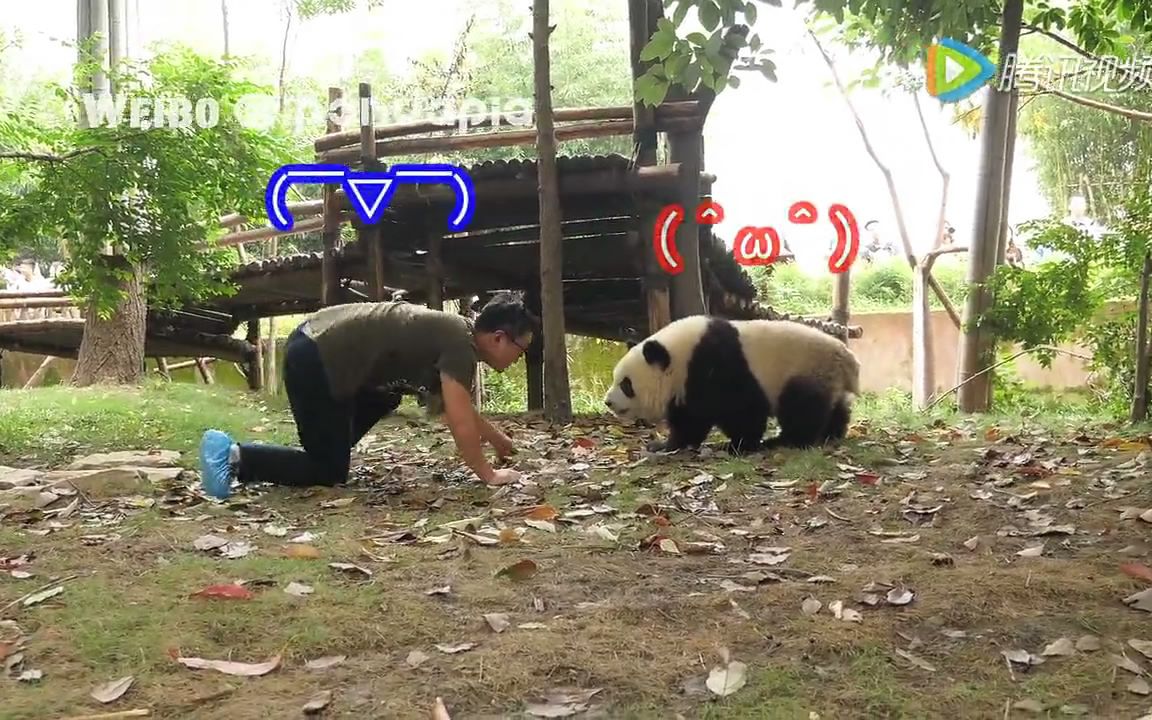 【pandapia】发箍奶爸与萌兰的蜜汁对视