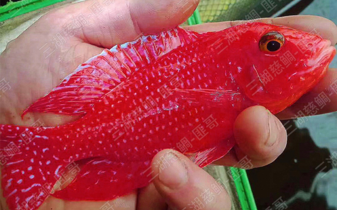 龙血火焰红种鱼展示