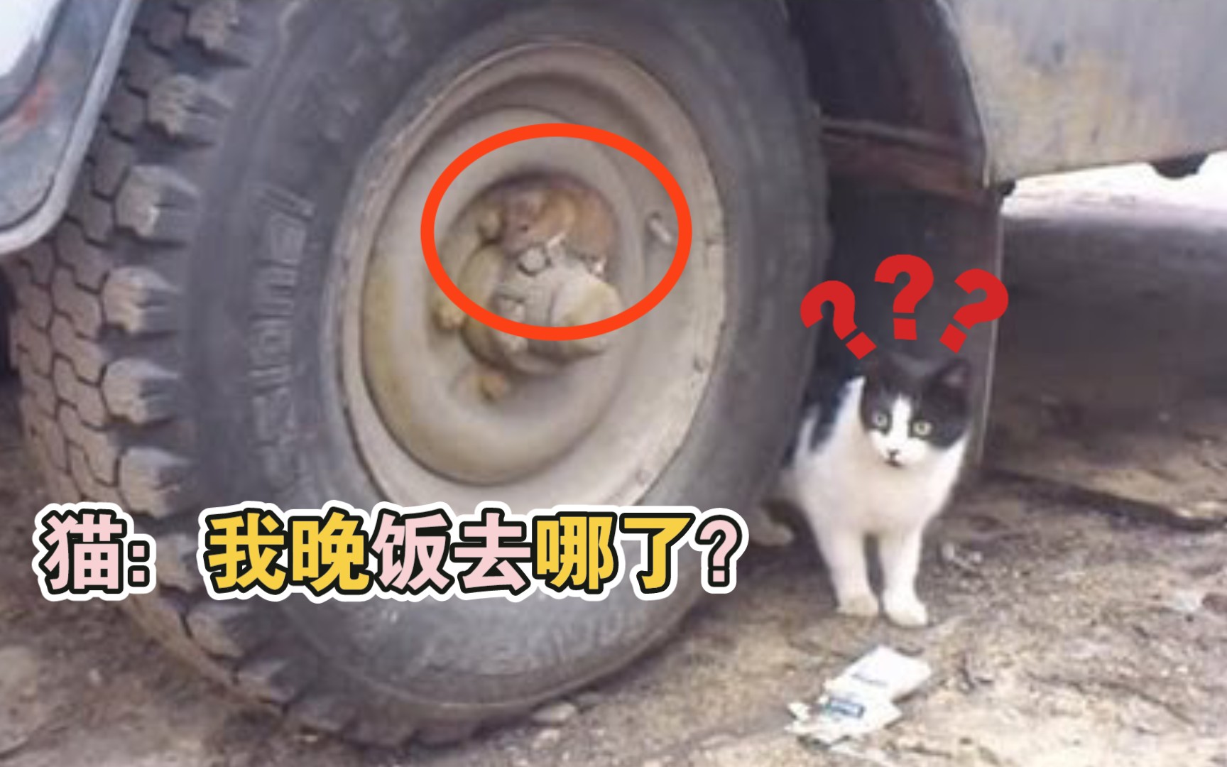 [图]我怀疑这猫眼神不好，鼠是“躲猫猫”’