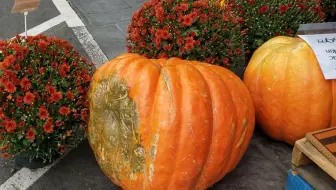 去美国亚马逊 Amazon 购物网站的自动取货柜 去取快递 蚊帐 美国加州 哔哩哔哩 Bilibili