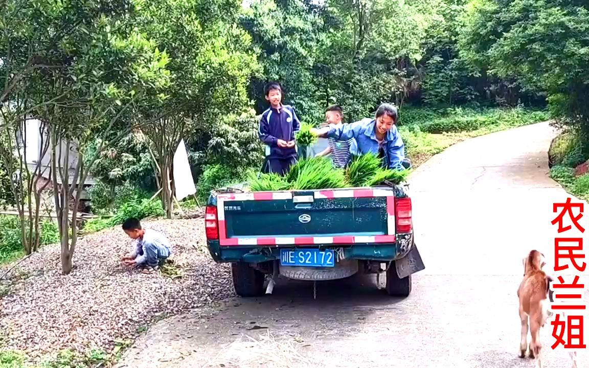 农村满山遍野的空心果,兰姐带小朋友们去摘,大城市卖30一斤哔哩哔哩bilibili