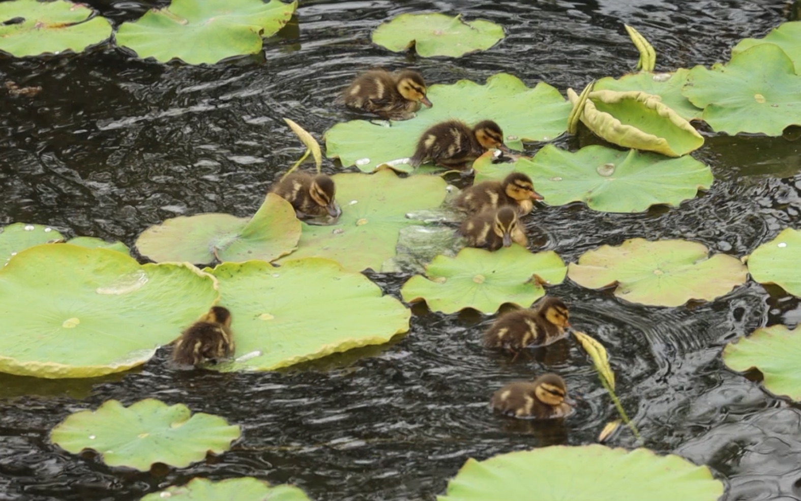 池塘里的一群小鸭子