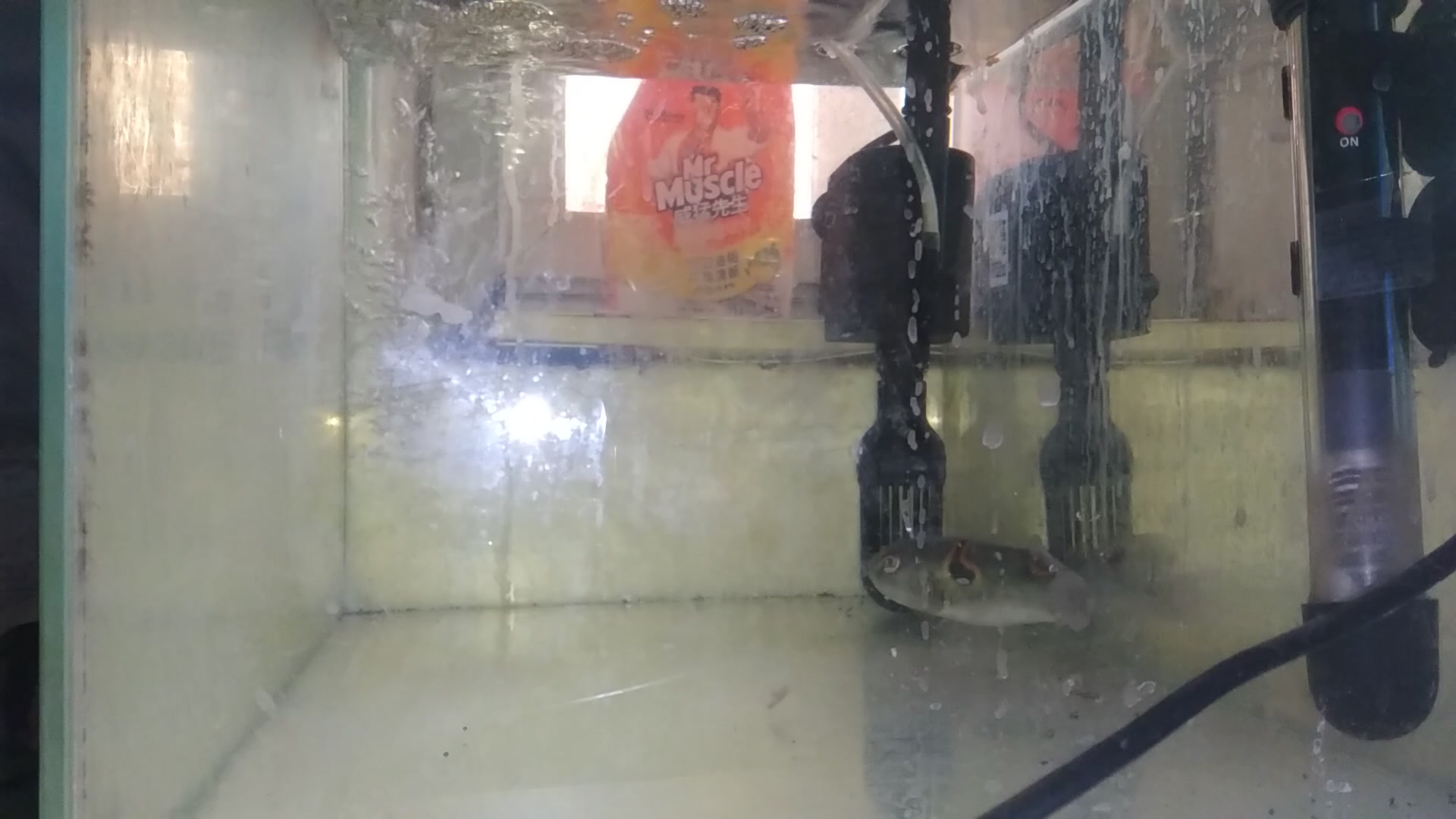 弓斑东方鲀饲养简介