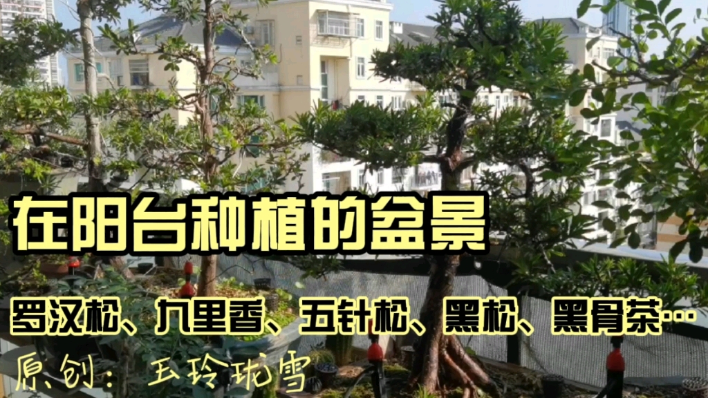 学做盆景 第7集 在阳台养护盆景十多年,来看看我的盆景都长成什么样了?哔哩哔哩bilibili