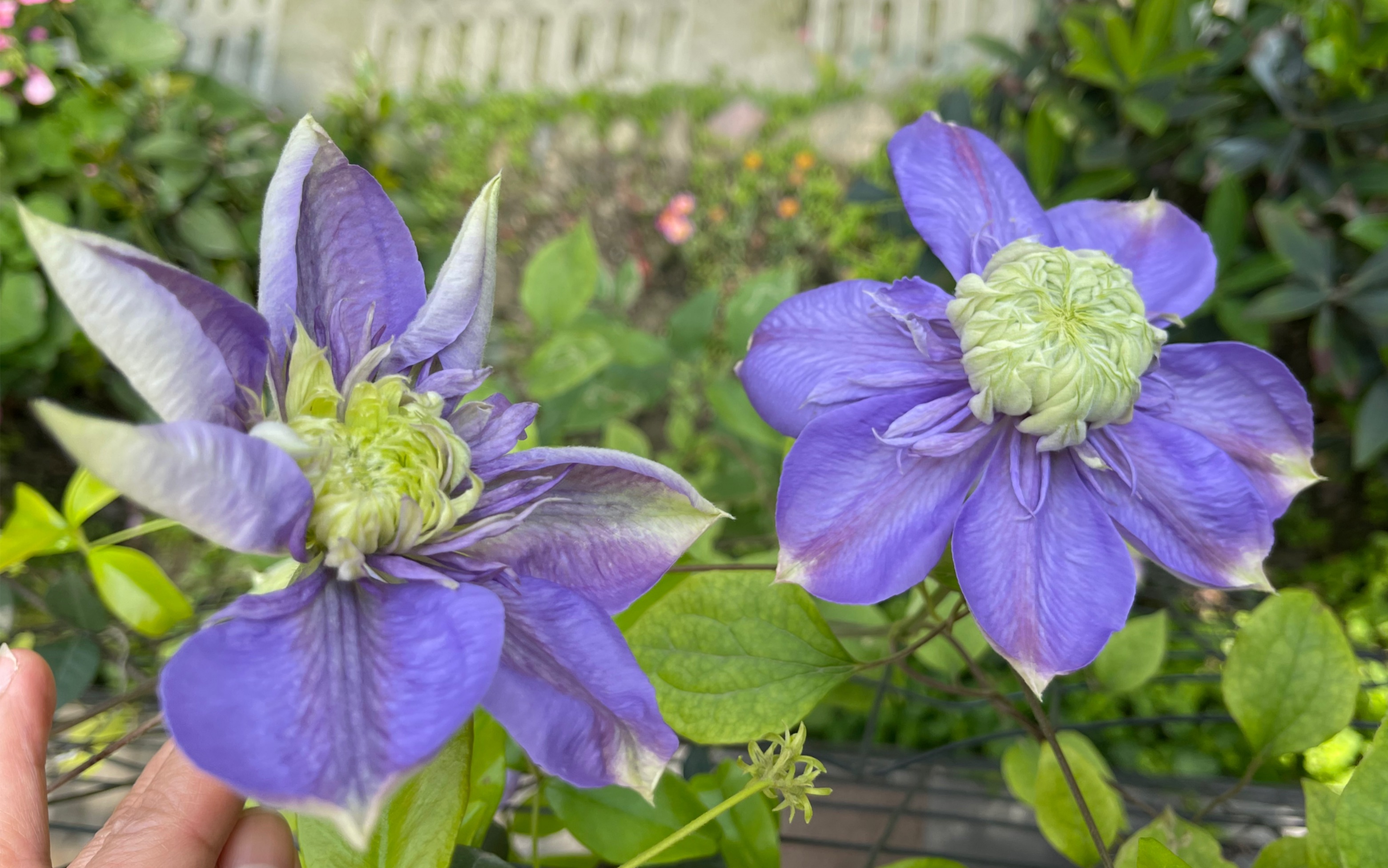 铁线莲-蓝光-像章鱼的大花