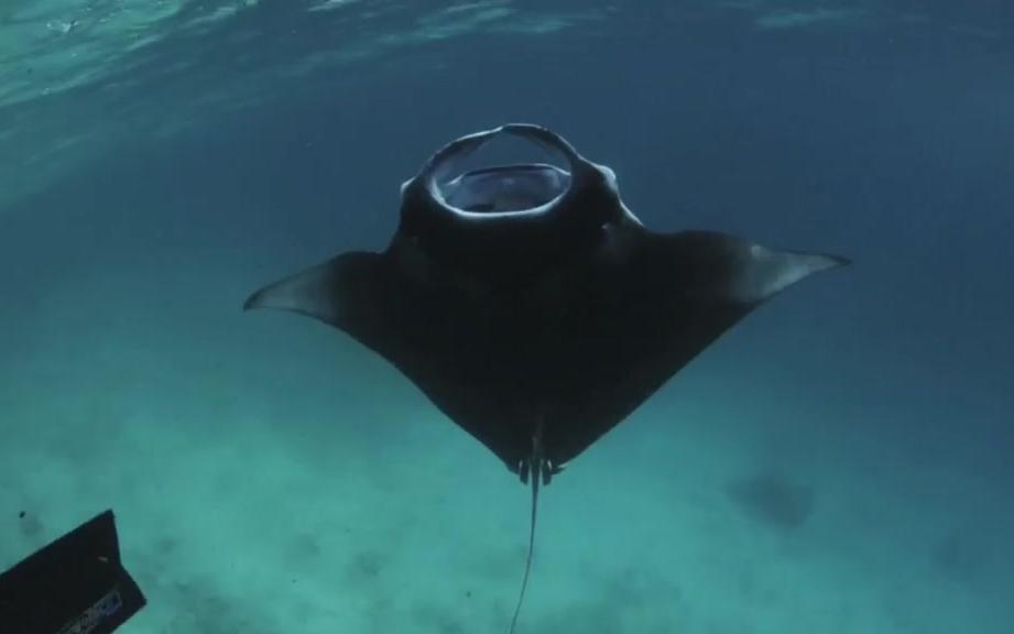 [图]【海洋生物】阿氏前口蝠鲼 ( Manta alfredi ) Reef manta ray