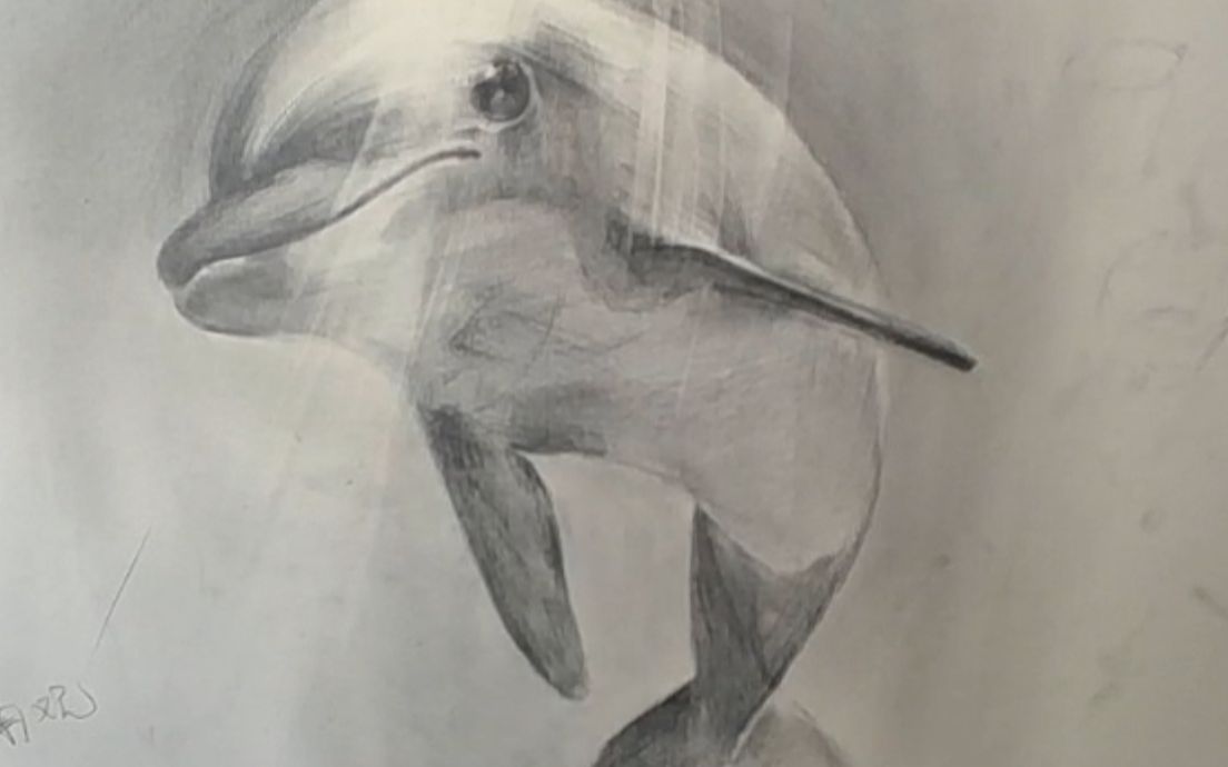 海豚素描画图片大全图片