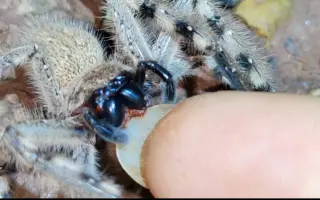 蜘蛛毒牙 哔哩哔哩 Bilibili 蜘蛛毒牙 哔哩哔哩 Bilibili