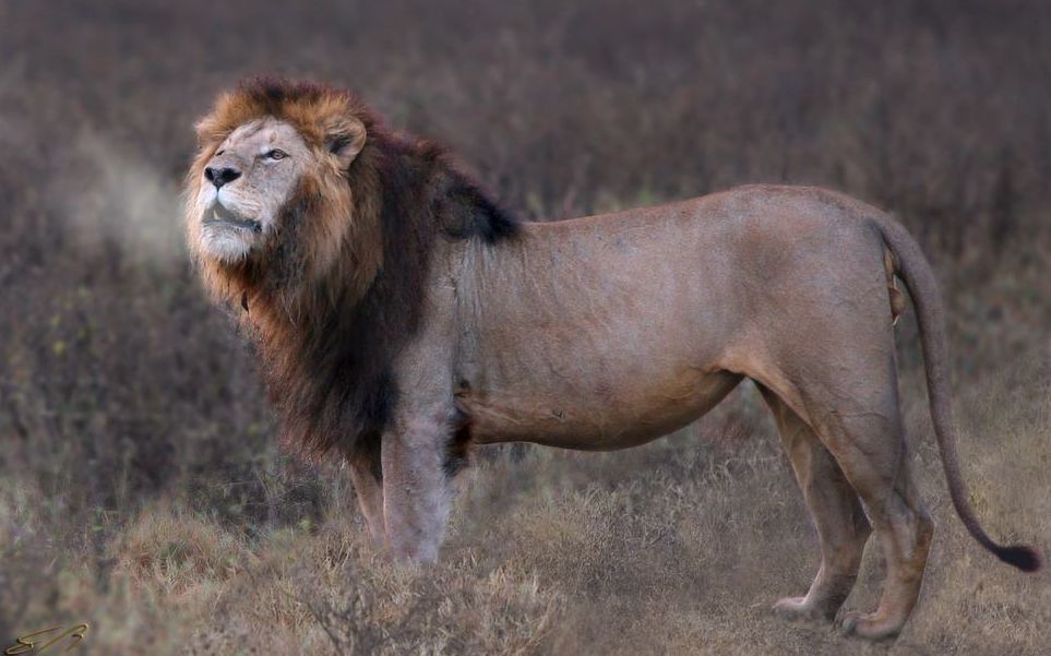 恩格罗恩格罗火山口的地主雄狮