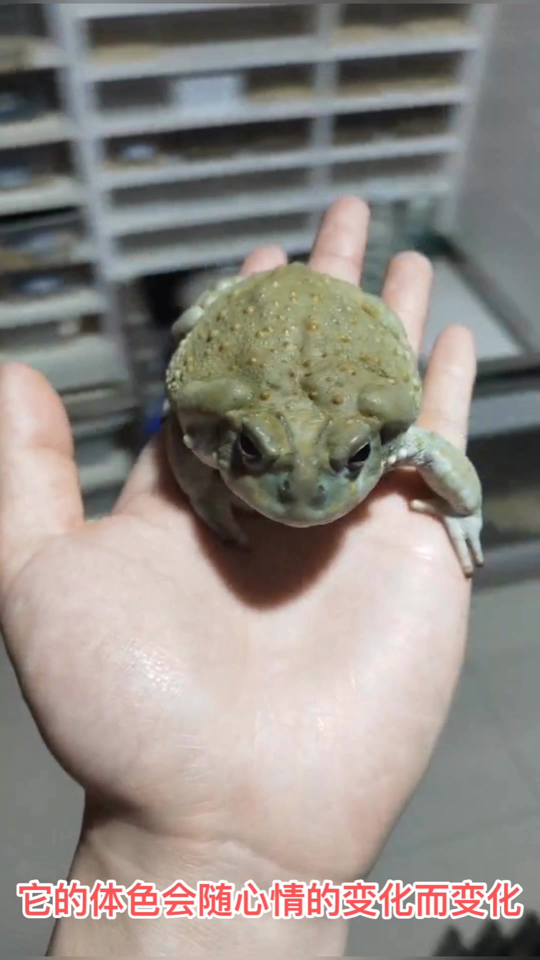 【爬圈小视频第6期】舔完迷幻沙蟾蜍 能嗨成什么样