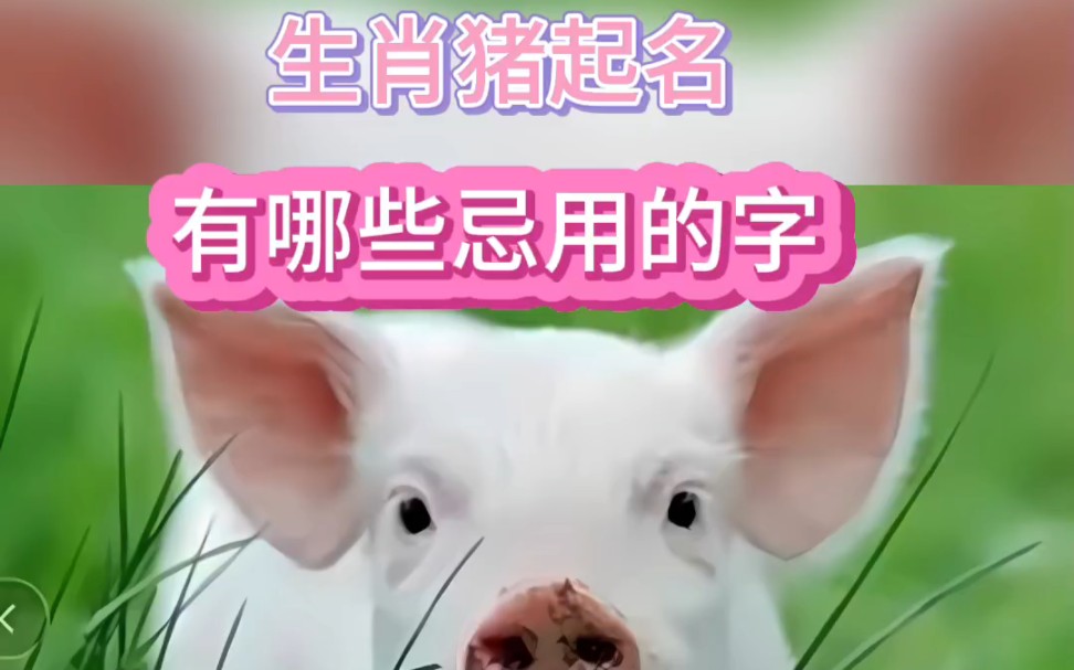 生肖猪如何取出好名字哔哩哔哩bilibili