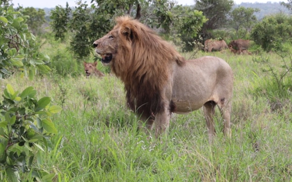 北克鲁格强势地主 三头sweni雄狮和狮群进餐