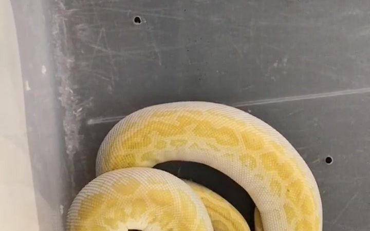 第一次民示珍稀少有的米白色蟒蛇俗称象牙白
