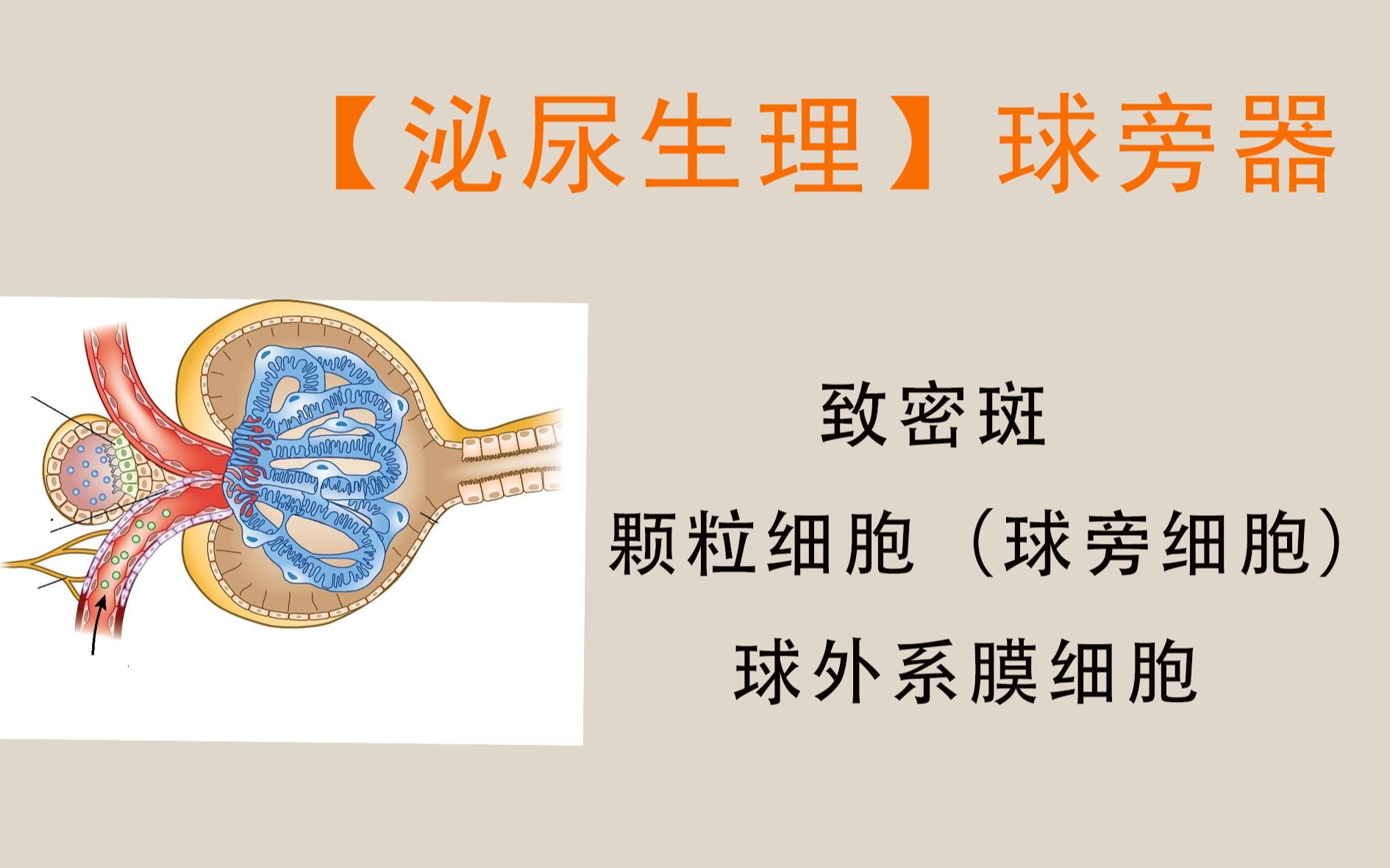 【泌尿生理】球旁器致密斑、颗粒细胞、球外系膜细胞哔哩哔哩bilibili