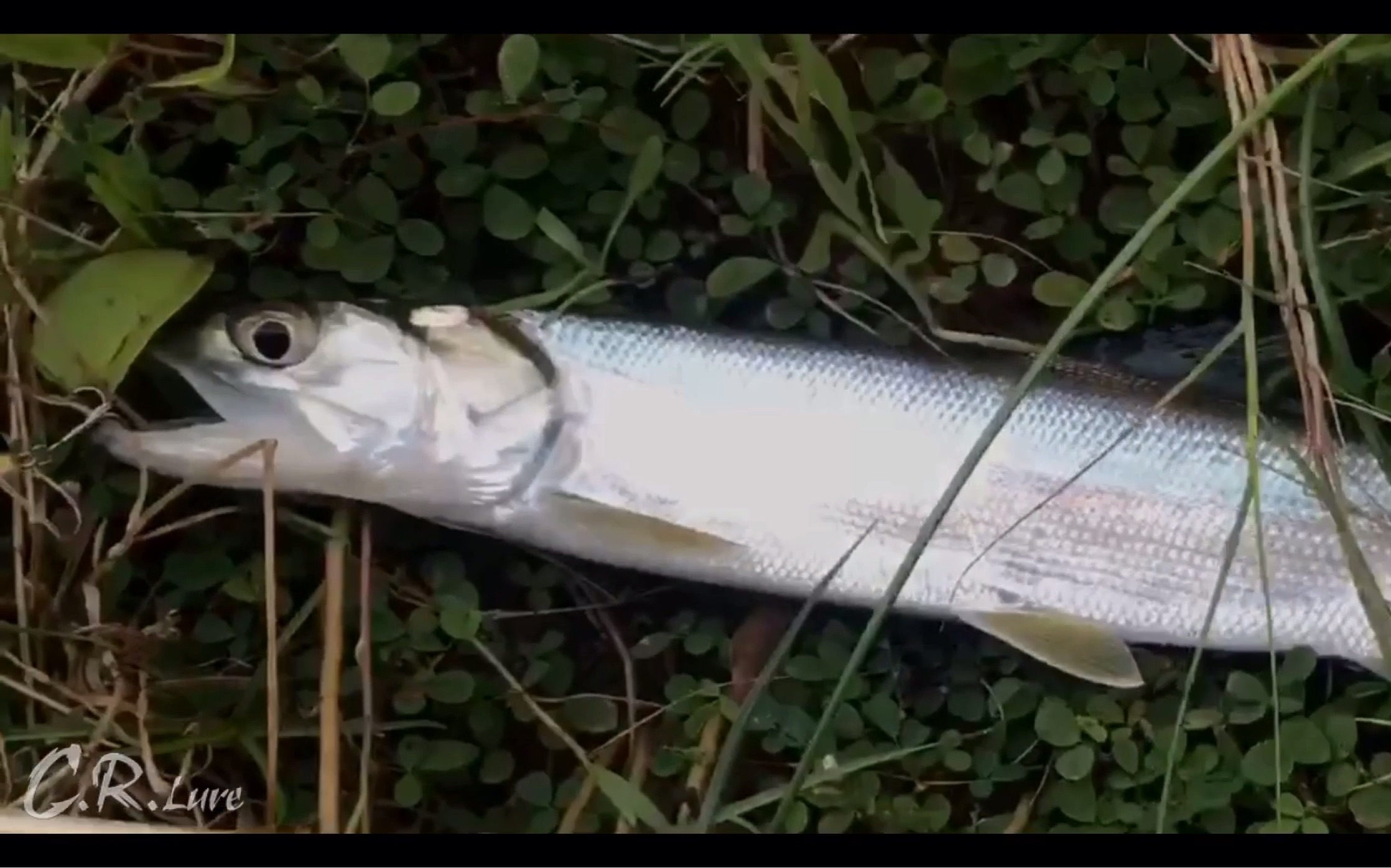 crlure 路亚海鲢_哔哩哔哩 (゜-゜)つロ 干杯~-bilibili