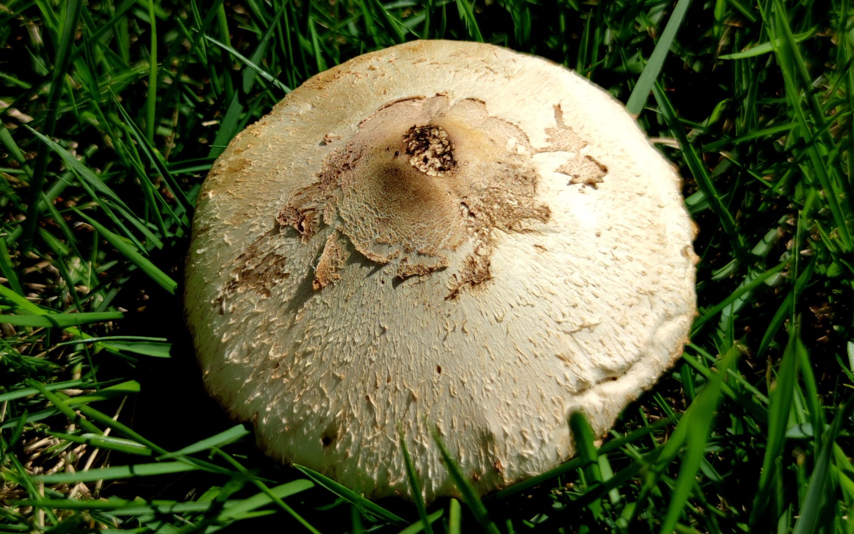 大青褶伞(铅青褶伞)——摄于广州琶洲公园