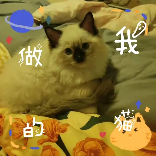 猫_哔哩哔哩_bilibili