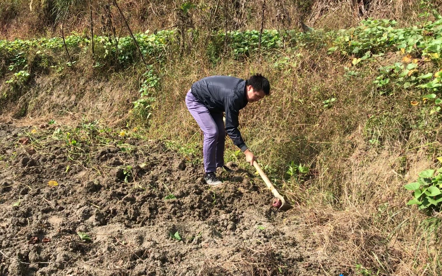 小白双十一电商爆单了,和妈妈上山挖红薯,让大家吃到家乡土特产_哔哩