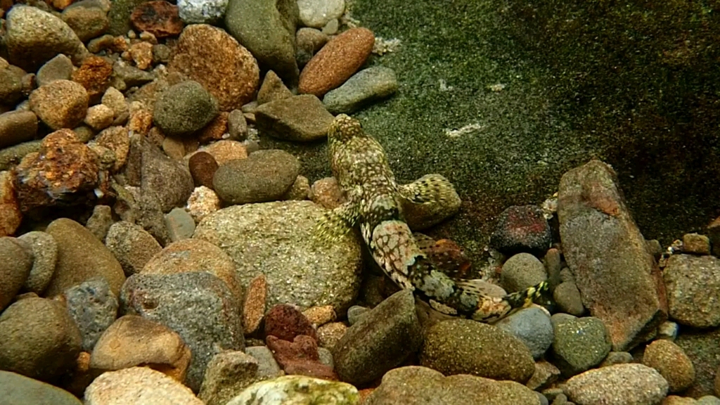 熊猫虾虎黑白的埋沙专家