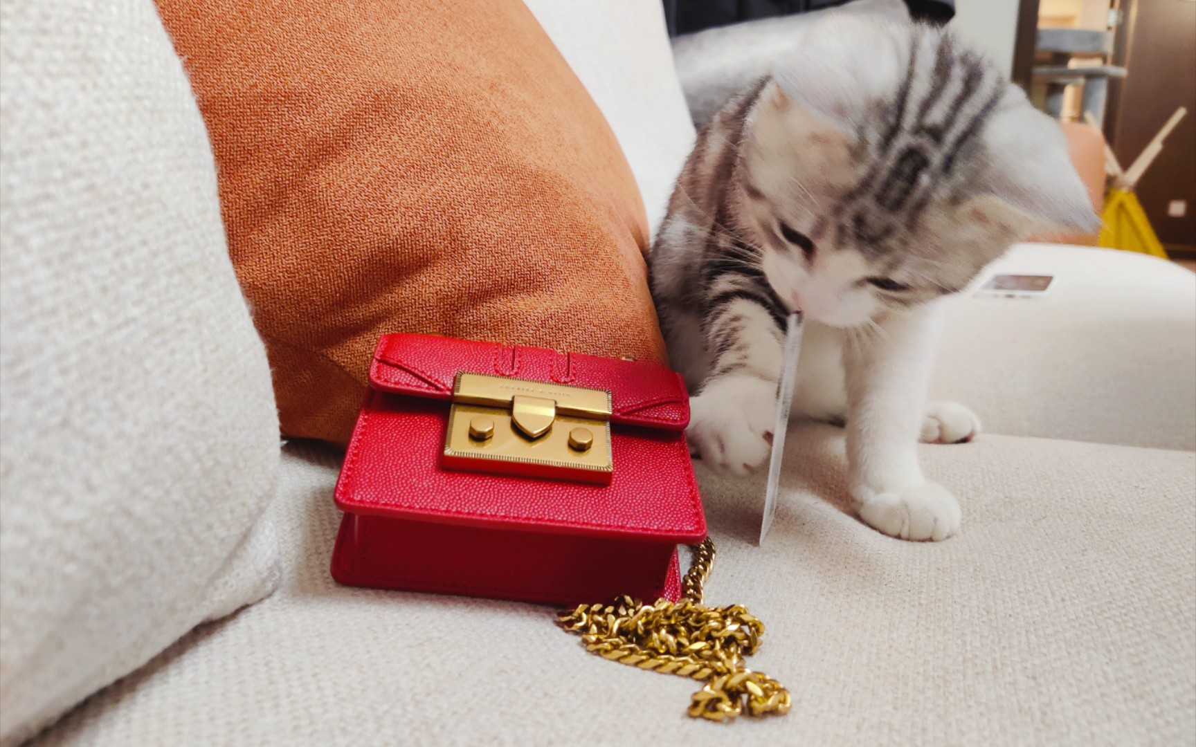 【购物分享】适合小猫咪背的小ck盲盒包