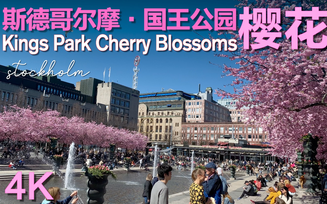 4k瑞典·斯德哥尔摩【国王公园·樱花】2023 | stockholm· kings