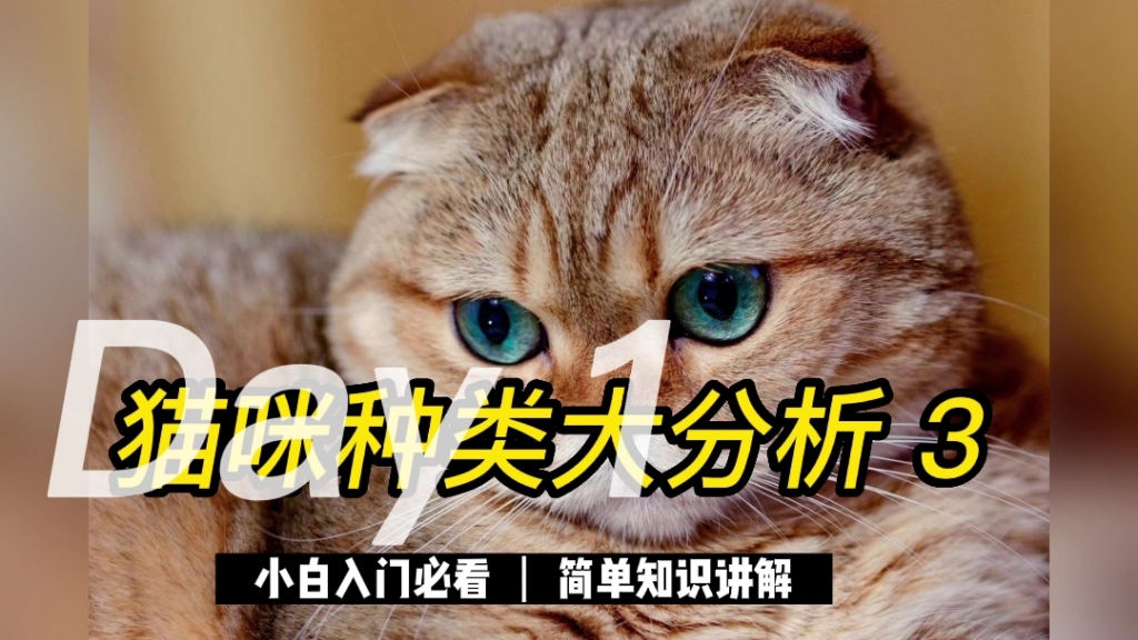 POINT性格平和感情丰富优秀猎手苏格兰折耳猫哔哩哔哩bilibili