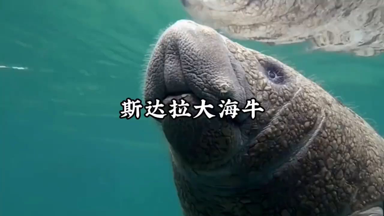 斯特拉大海牛复活图片