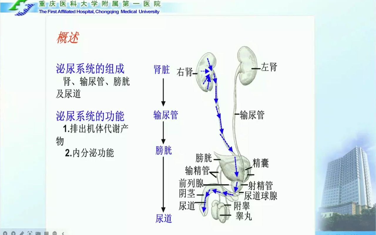 9.泌尿系结石、泌尿系感染的影像学表现急诊影像规培系列哔哩哔哩bilibili