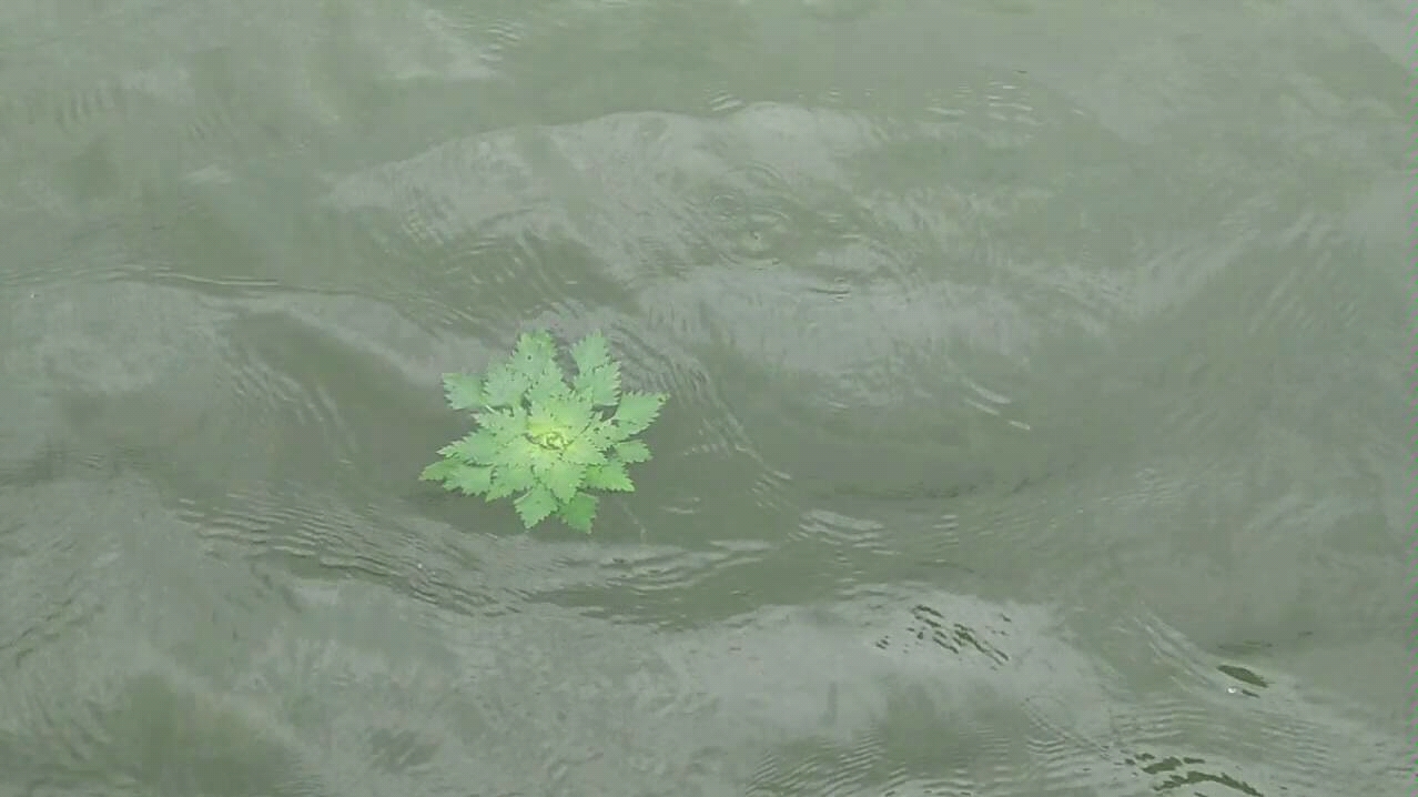 [图]【发呆】下雨时的湖面安静又美好