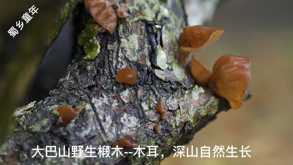 四川巴中通江木耳野生木耳原生态黑木耳大自然馈赠