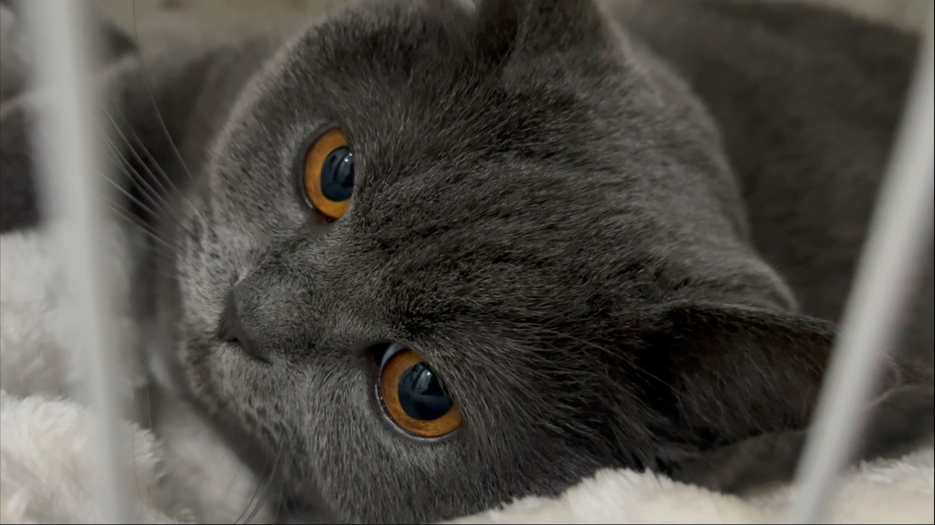 奶呼呼的好可爱