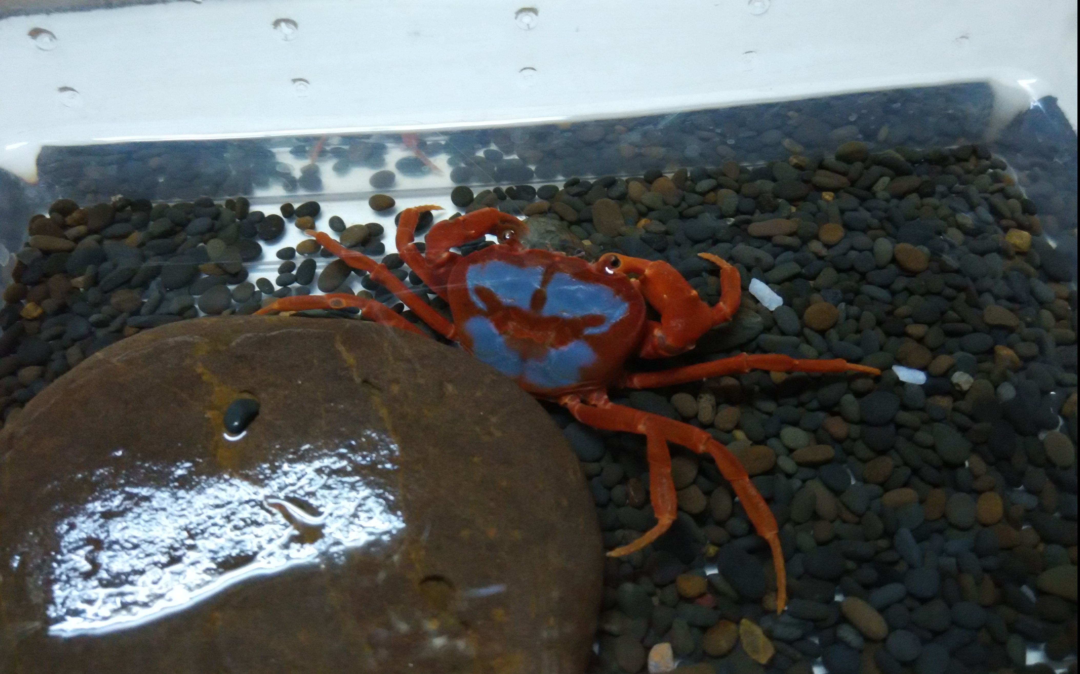 这蟹可能吃了炫迈中国内陆溪蟹捕食日本沼虾