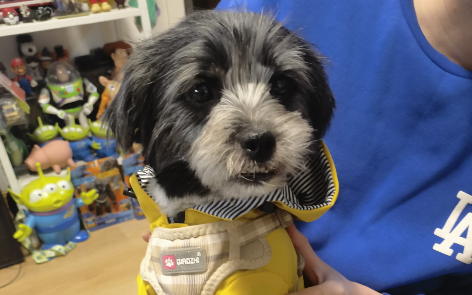 记录张狗蛋的点滴片段