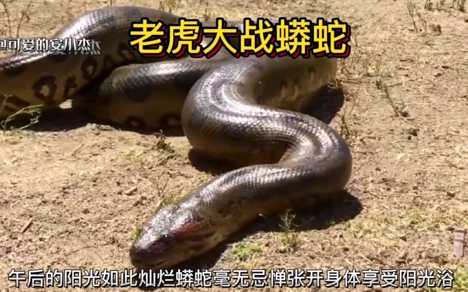 老虎大战网纹蟒